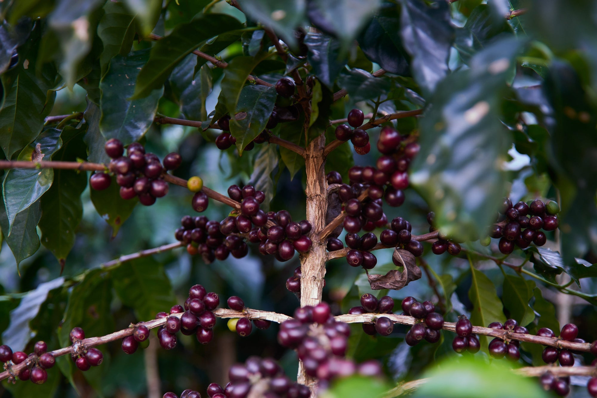 Semilla Coffee Roasters
