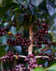 El Alma - Guatemala | Medium Roast
