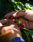 Doña Carmen Espresso Blend - Colombia & Guatemala | Medium/Dark Roast