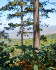 Reserva - Honduras | Medium Roast