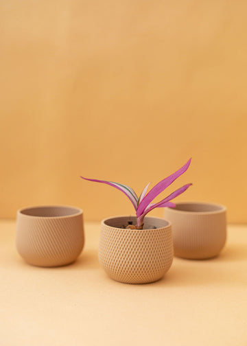 Mini tan planter trio with a small plant in one